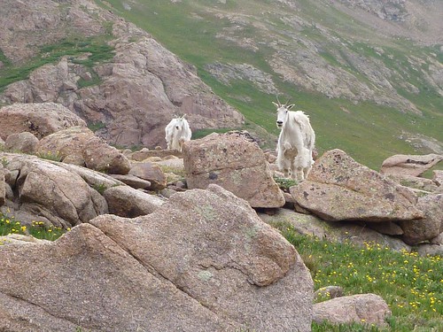 Mountain goats