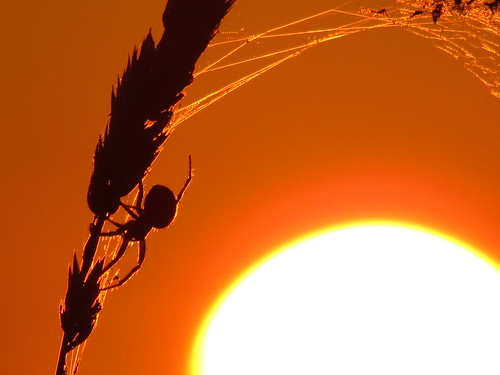 sunset orange black nature wisconsin bug spider weeds web shoreline doorcounty moonlightbay myoldstompiggrounds