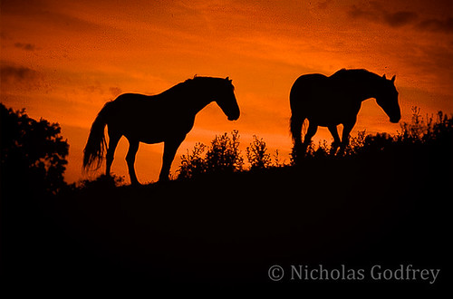 sunset horses orange silhouette essex hadleigh leighonsea naturessilouettes magicmomentsinyourlife