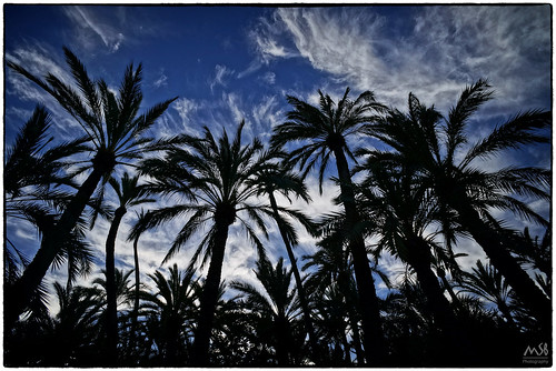 sunset españa nature landscape atardecer spain sony paisaje alicante palmtree palmera elche palmgrove nex7