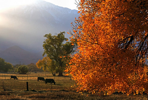 california ca travel autumn usa color tree fall nature animal northerncalifornia yellow photoshop canon landscape cow photo interestingness google interesting october day photographer picture clarity sierra clear explore pasture adobe getty norcal bishop adjust infocus highway395 easternsierra cs6 2013 denoise 60d topazlabs photographersnaturecom davetoussaint flickrstruereflection1
