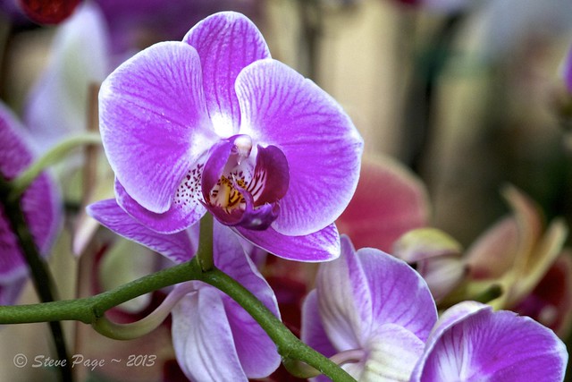 ~ A Christmas Orchid ~