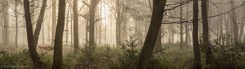 wood morning trees england panorama mist andy unitedkingdom sony treescape hough stiching ashampstead andyhough norcot slta77 norcotwood