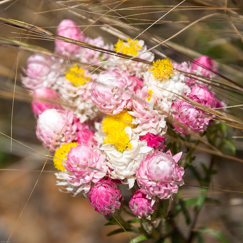 pink plant flower square nikon australia westernaustralia everlasting d600 2013 nikond600 rhodanthechlorocephala nikonfx sandygully