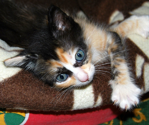 Kitty, exótica gatita tricolor de pelo semilargo, nacida en Abril´14, en adopción. Valencia. ADOPTADA. 14260967991_1e6faf4c8f