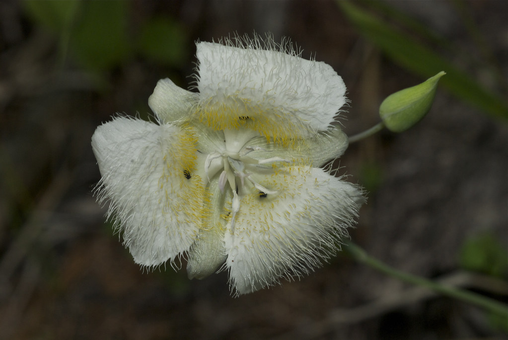 Pointedtip Mariposa Lily, Three-spot Mariposa Lily, Baker's Mariposa
