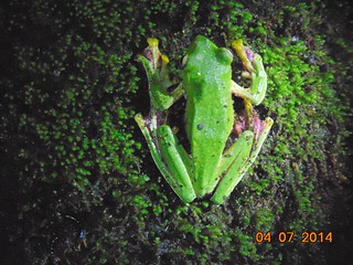 Rhaco, Malabar Gliding Frog (Rhacophorus malabaricus), उडता (तरंगता) झाडबेडूक,