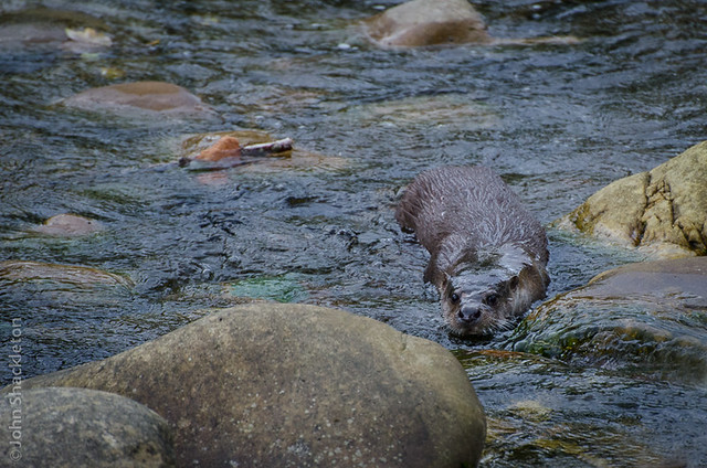 Otter / Nutria