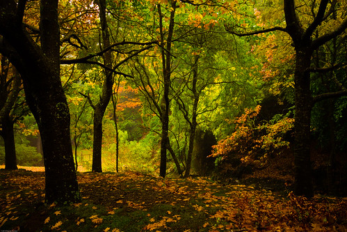 autumn trees fall forest madeira
