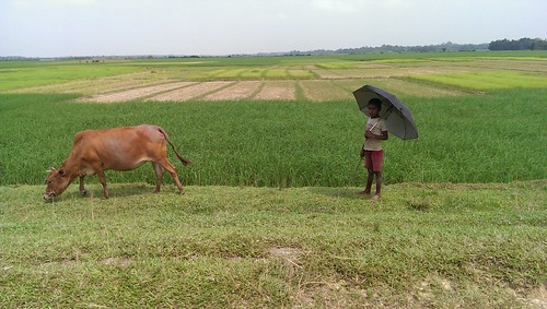 bangladesh syhlet flickrandroidapp:filter=none ratargulswampforest