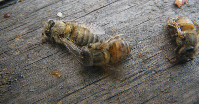 Bees with DWV and short stubby abdomens.