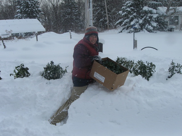  Gathering Winter Kale at Cabot Shores/Cape Breton