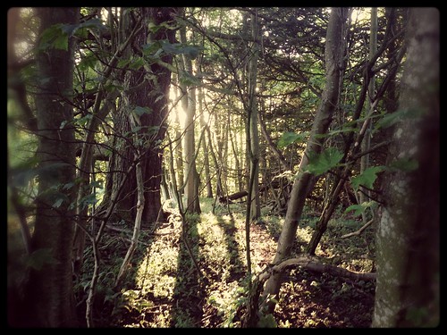 wood shadow sunlight tree evening country icedtea tall ansel iphone linetilt kitcam