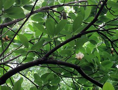 Oxon Run Bog: Magnolia virginiana (sweetbay magnolia)