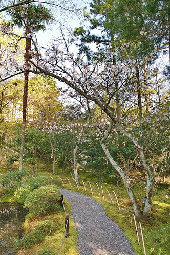 【写真】2013 桜 : 等持院/2021-11-11/IMGP9849