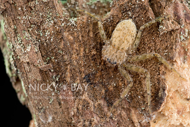 Wall Crab Spider (Selenopidae) - DSC_8623
