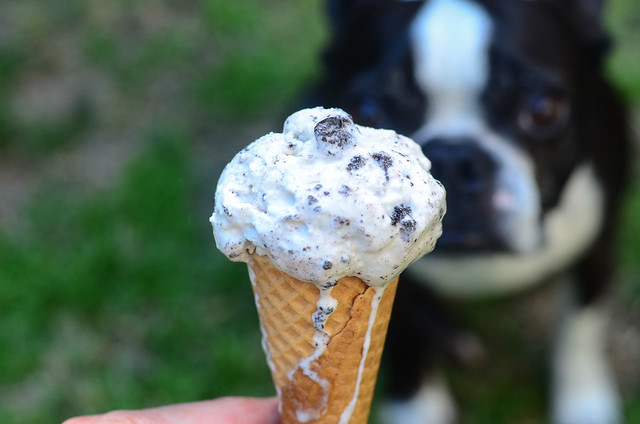 An ice cream cone with Easy Homemade Cookies and Cream Ice Cream.