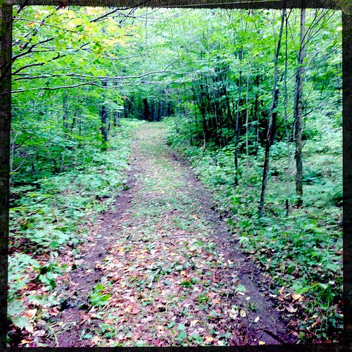 trees ontario canada cherry perspective trail birch maples iphone southriver frostpocket