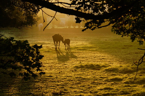 horse sunlight landscape explore british foal navestock