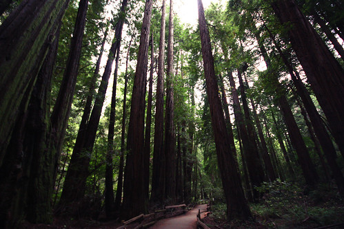 usa tree green nature america forest us san francisco united tall redwood states