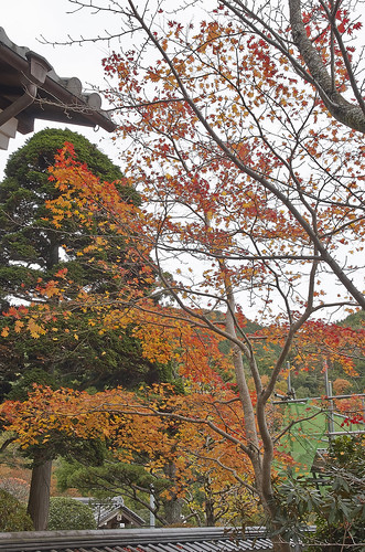 【写真】2013 紅葉 : 海住山寺/2021-05-26/IMGP3587