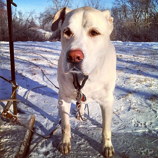 Good Morning from Zeus #dogstagram #ilovemydogs #snow #winterwonderland #instadog #bigdog #love