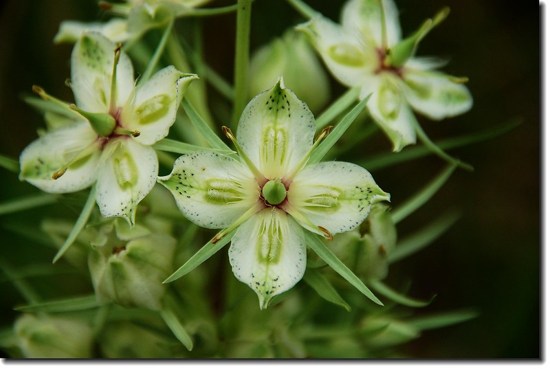 Green Gentian(Monument Plant) 1
