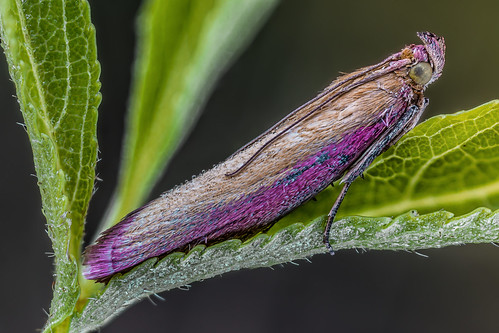 macro lepidoptera insetti oncocera semirubella