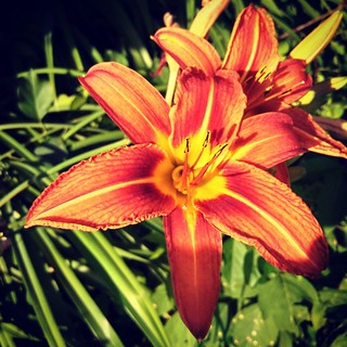Good Morning IG! #morning #daylily #Lily #flowers #orange #summer #newhampshire