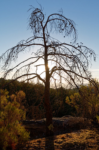portugal nationalpark sunrise penedagerês tree