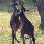 Fighting Kangaroos