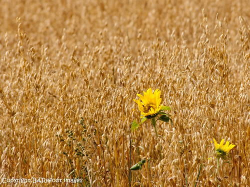 field sunflower oats mecklenburgvorpommern