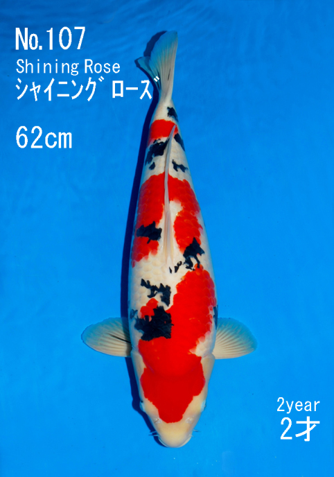 2013: 21.000.000 160.000 Sanke Sakai Fish Farm