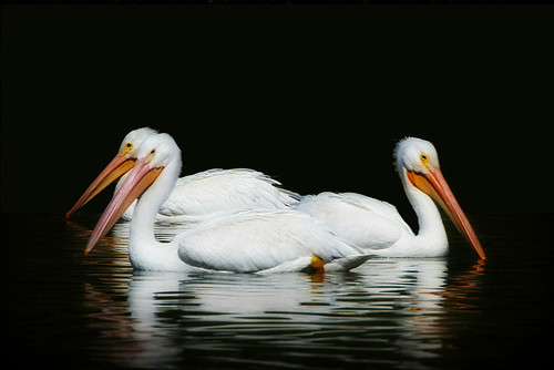 pelicans dallas texas 152 whiterocklake americanwhitepelican pelecanuserythrorhynchos sunsetbay canonef70300mmf456isusmlens canon7d