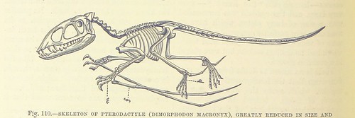Image taken from page 578 of '[Our Earth and its Story: a popular treatise on physical geography. Edited by R. Brown. With ... coloured plates and maps, etc.]'