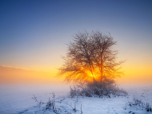 winter sunset snow tree fog