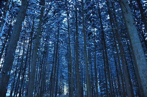 blue trees winter light shadow sunlight snow cold nature weather forest woods tall snowfall spruce lofty treetrunks