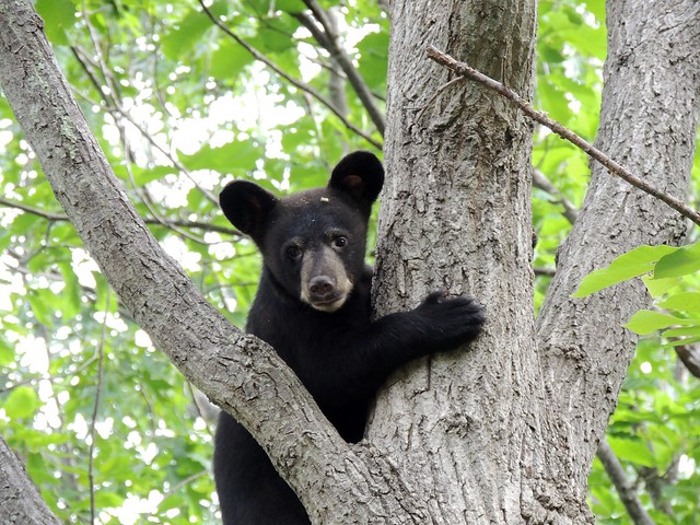 Bear Cubs 2015