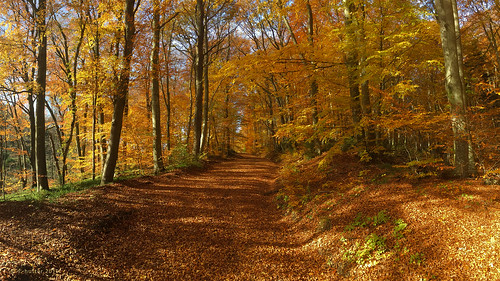 austria autumn automne herbst europe österreich trees niederösterreich november today colorsofday autumncolors amazing life vida walking nature natur
