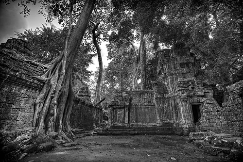 trees blackandwhite ancient cambodia khmer buddhist angkorwat jungle temples hindu shrines hdr highdynamicrange angkorthom photomatix siemreep nikonflickraward