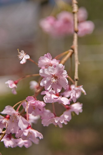 【写真】2013 桜 : 毘沙門堂/2021-03-09/IMGP9926