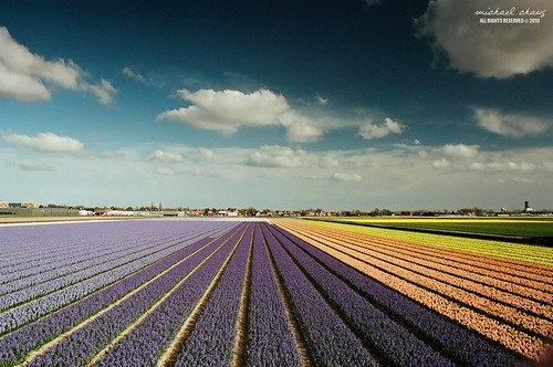 cloud flower holland netherlands nikon kodak manual nikkor lisse 2835 portra400 f3hp