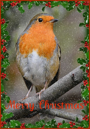 uk london robin kensingtongardens christmascard december2013 nikond7100