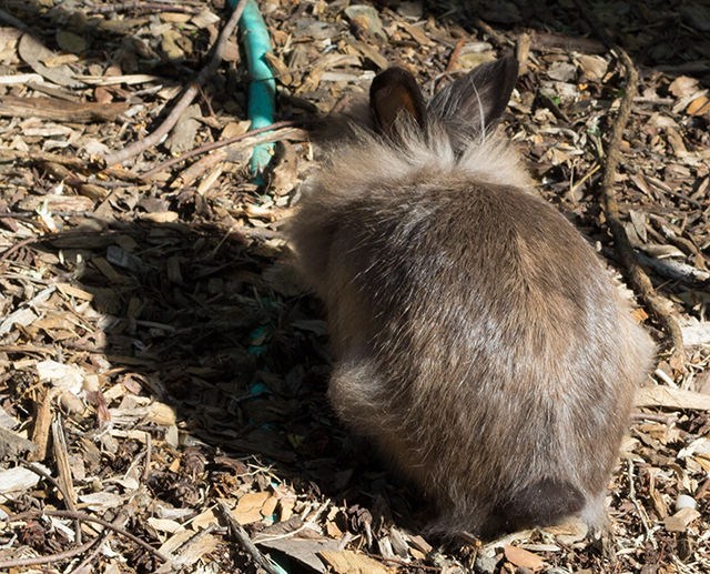 fluffy brown rabbit #bunny #cute