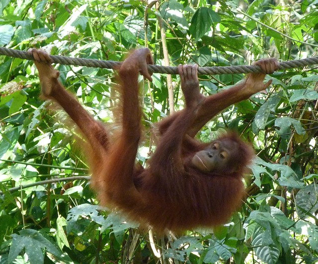 Orangután en Sepilok (Borneo, Malasia)
