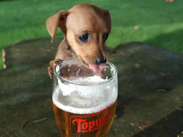 dog-drinking-beer