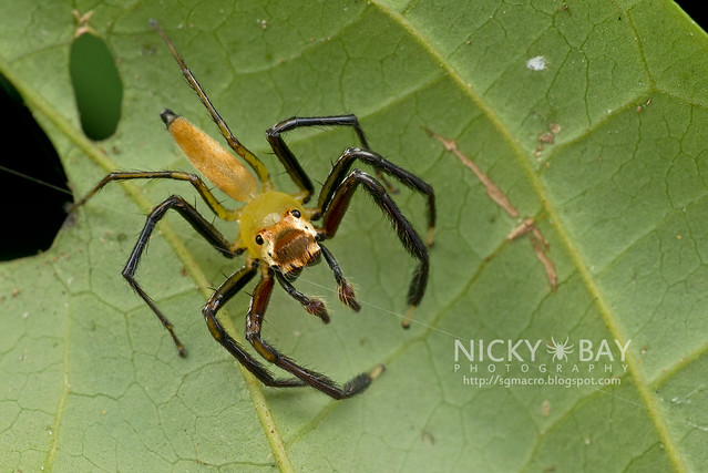 Jumping Spider (Salticidae) - DSC_3370