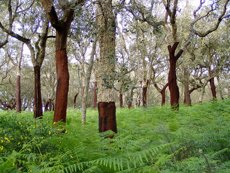 Cork oak grove