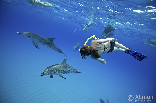 WildQuest Dolphin Swim - 3/2014