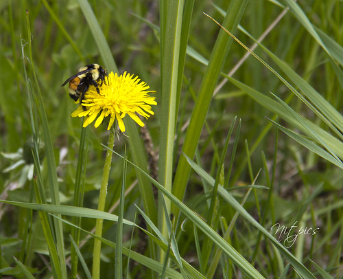 yellow bug buzz dandelion bee bumblebee